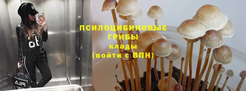 Псилоцибиновые грибы MAGIC MUSHROOMS  Йошкар-Ола 